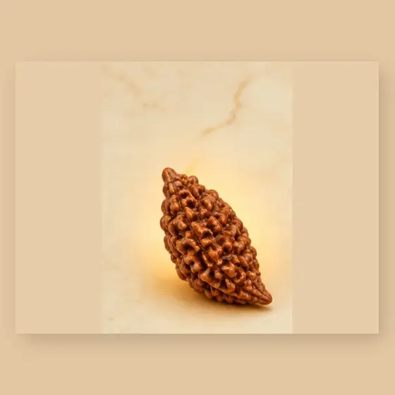 Illustrative catalogue view for 1 Mukhi Rudraksha; actual appearance varies