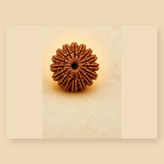 Rudraksha from the spiritual store