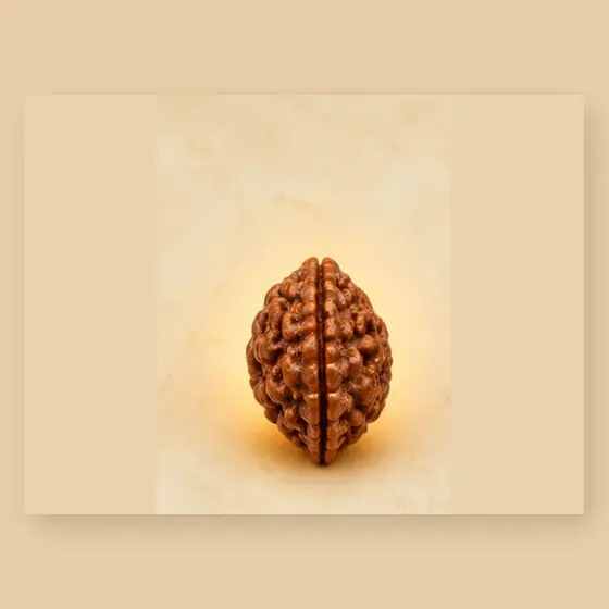 Illustrative catalogue view for 2 Mukhi Rudraksha; actual appearance varies
