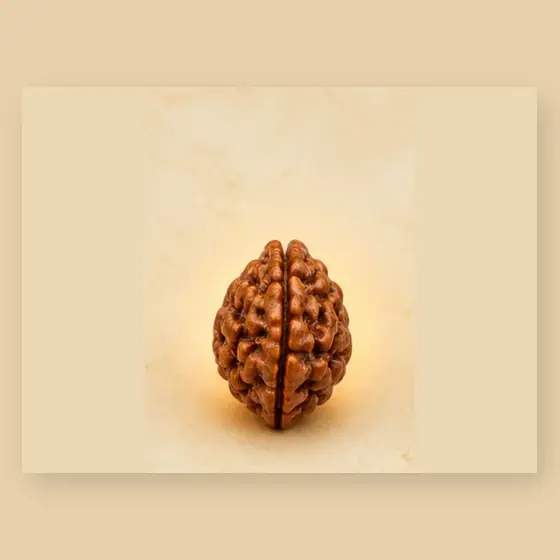 Illustrative catalogue view for 3 Mukhi Rudraksha; actual appearance varies