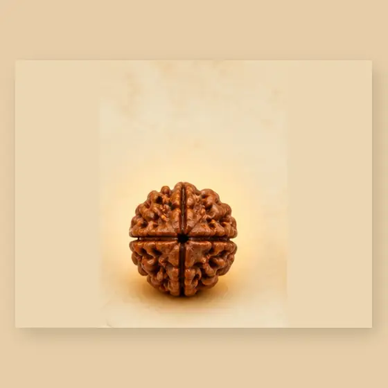 Illustrative catalogue view for 4 Mukhi Rudraksha; actual appearance varies