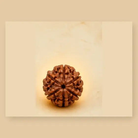 Illustrative catalogue view for 5 Mukhi Rudraksha; actual appearance varies