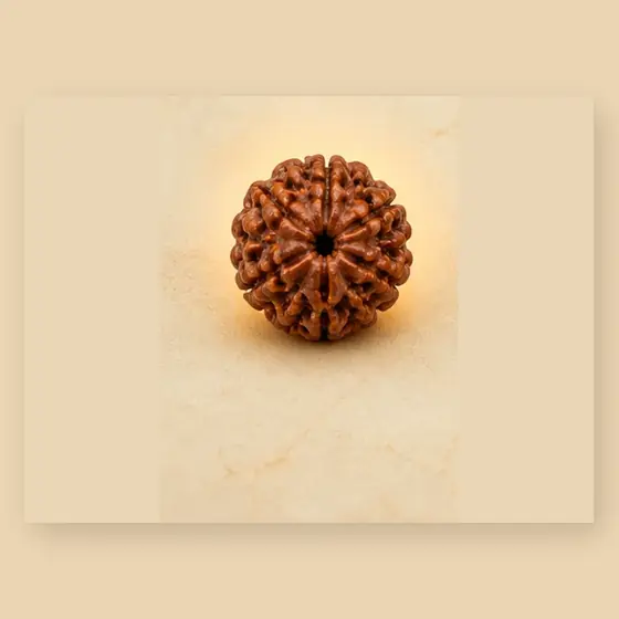 Illustrative catalogue view for 6 Mukhi Rudraksha; actual appearance varies