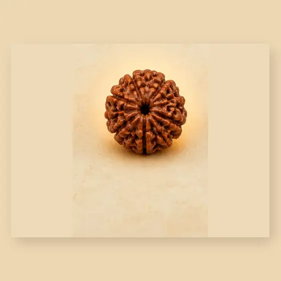 Illustrative catalogue view for 7 Mukhi Rudraksha; actual appearance varies