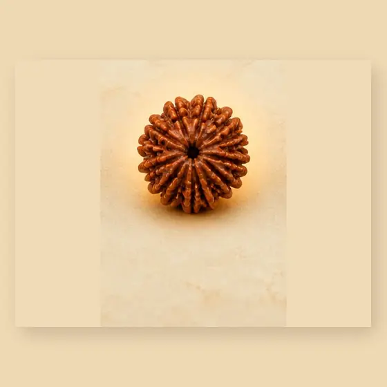 Illustrative catalogue view for 8 Mukhi Rudraksha; actual appearance varies