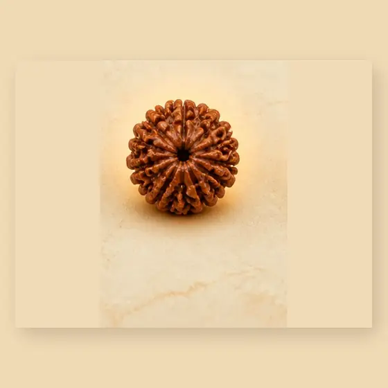 Illustrative catalogue view for 9 Mukhi Rudraksha; actual appearance varies